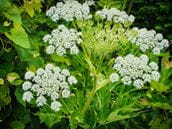 Giant Hogweed and Its Toxic Cousins