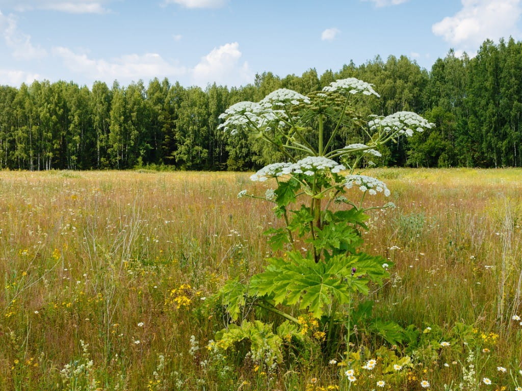 heracleum giant hogweed plant in field