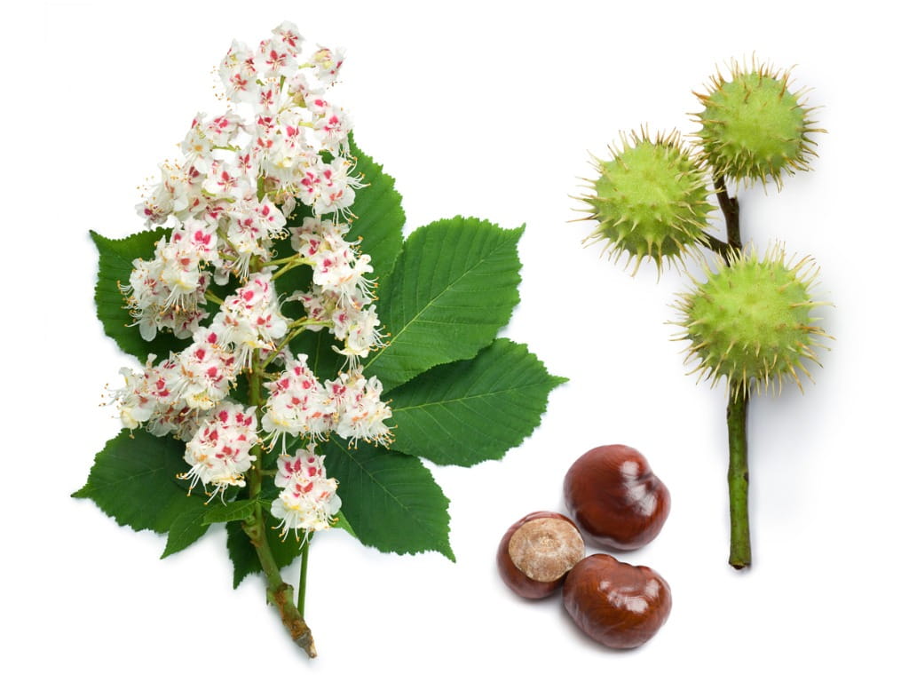 horse chestnut flower, seed pods and nuts