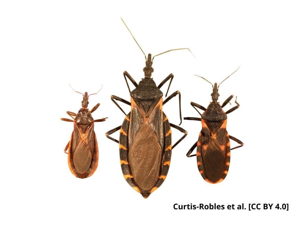 kissing bugs on white background
