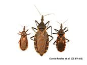 Kissing Bugs and Chagas Disease