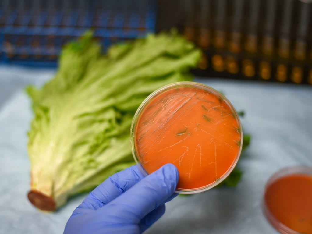 Listeria bacteria culture plate next to lettuce