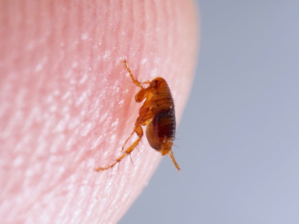 close up photo of a flea