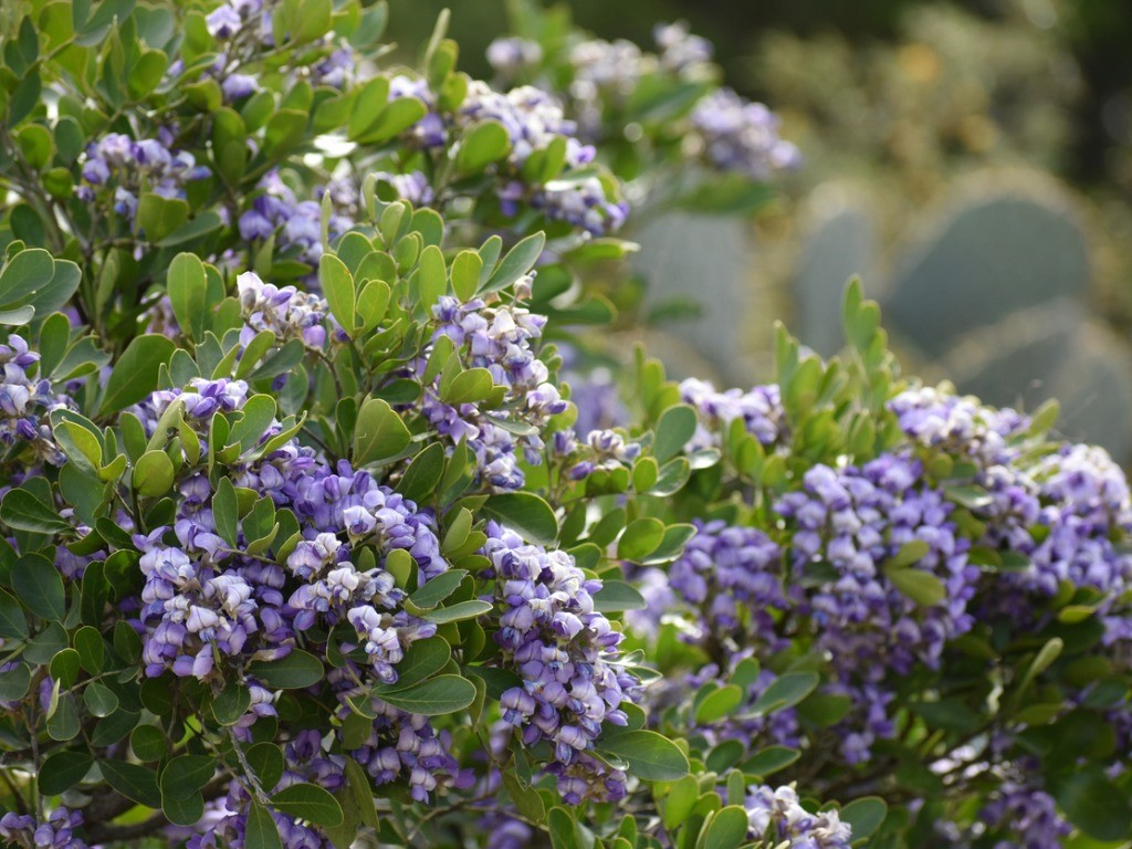 mescal bean texas mountain laurel 