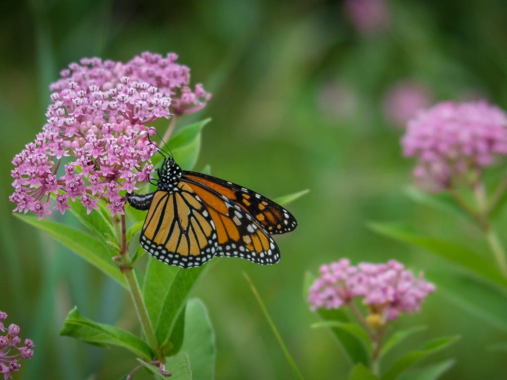 milkweed monarch butterfly on flower