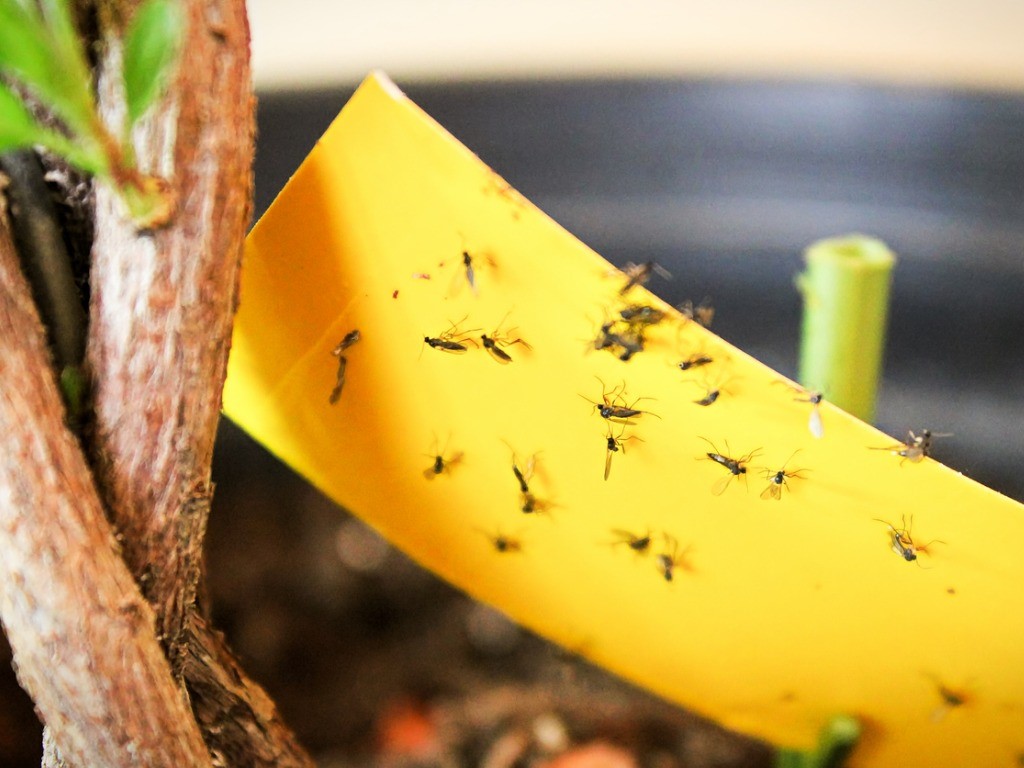 pest strips gnats stuck on sticky trap