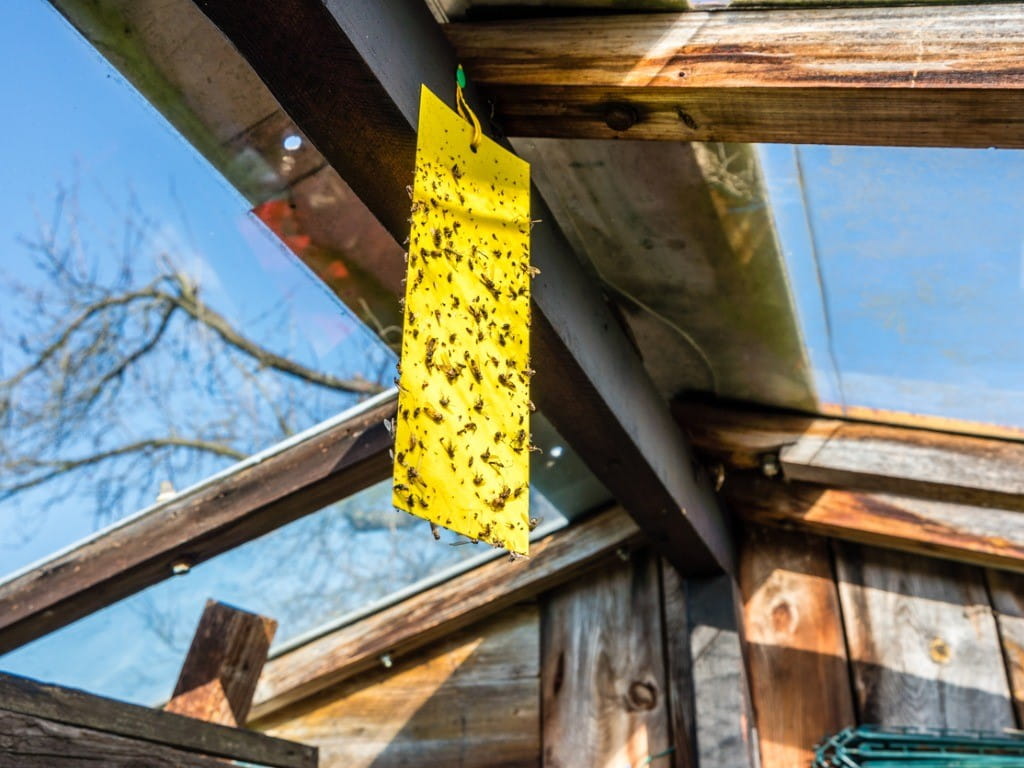 pest strips hanging indoors