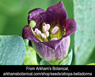 atropa belladonna large attrib
