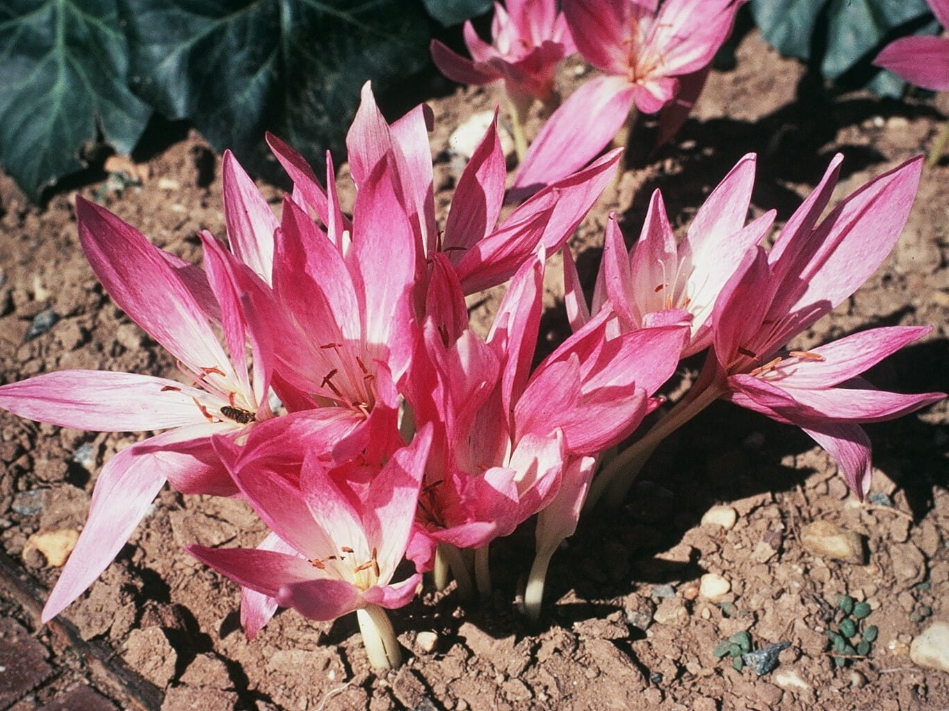 autumn crocus