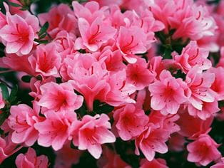 pink azalea flowers