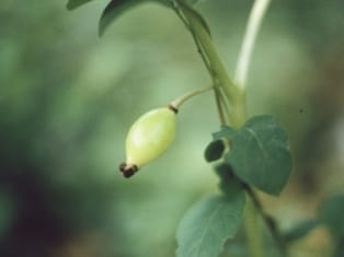 mayapple fruit