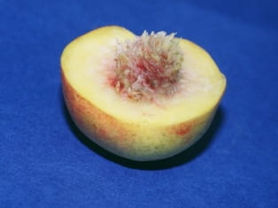 peach pit