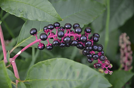 pokeweed purple berries pokeberries