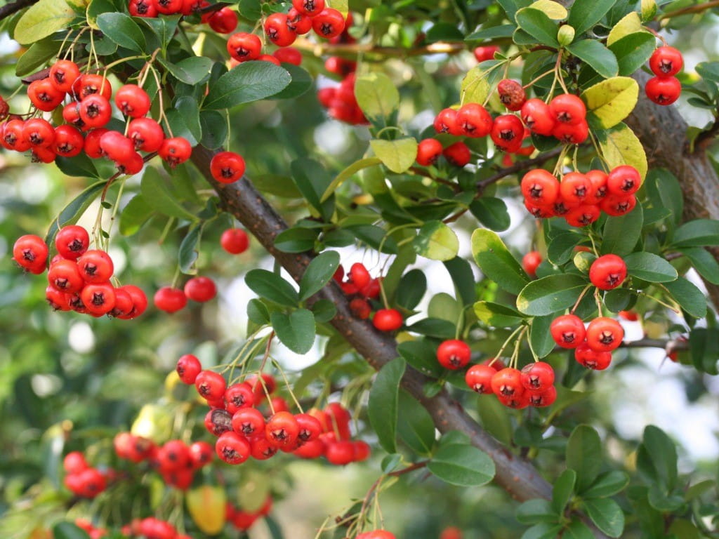 pyracantha berries and leaves closeup