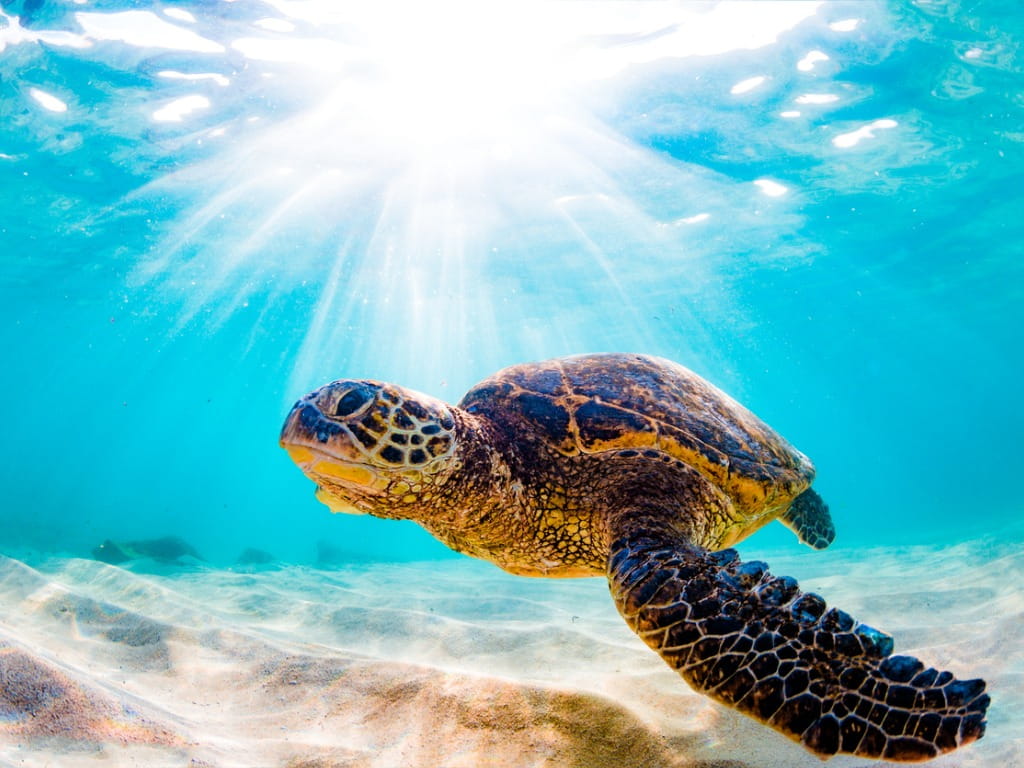 sea turtle in the ocean