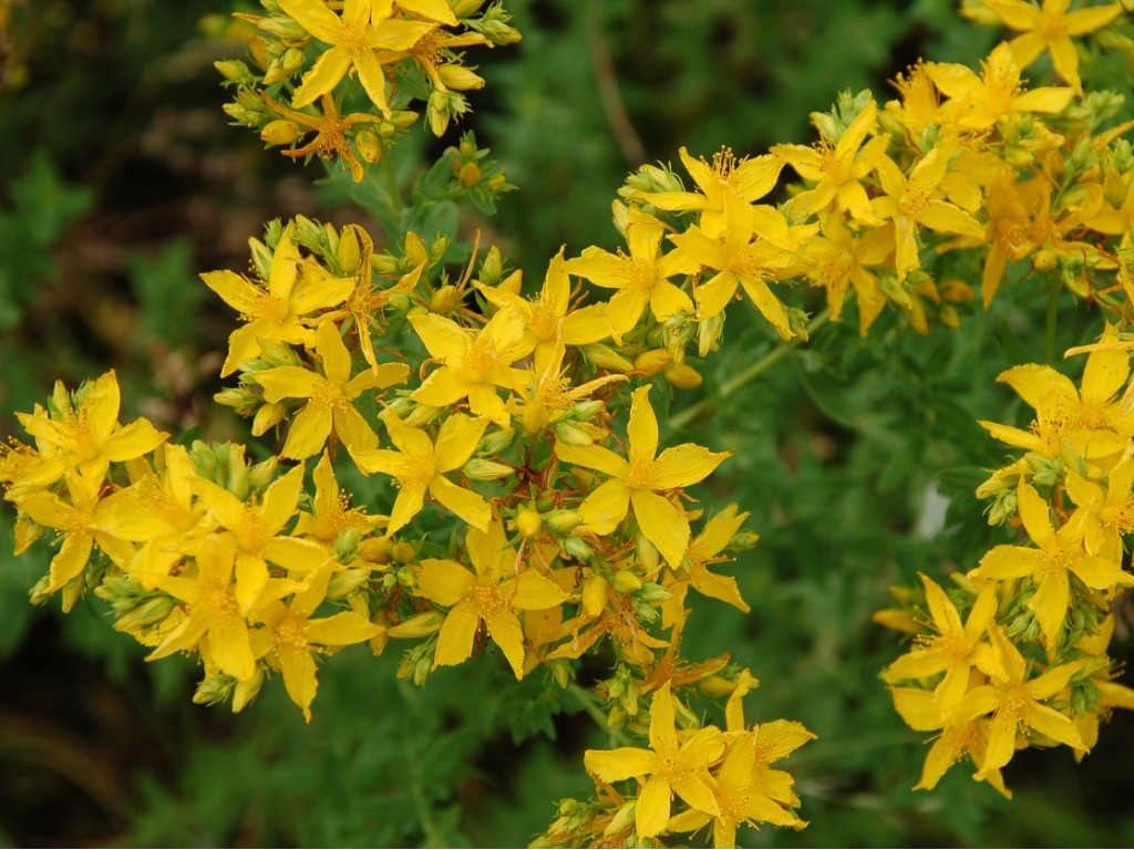 st. john's wort yellow flowers