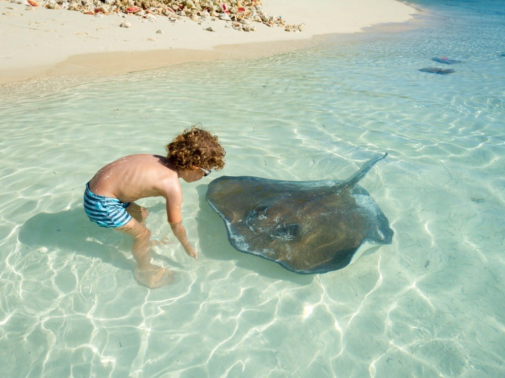 little boy playing with stingray in the water