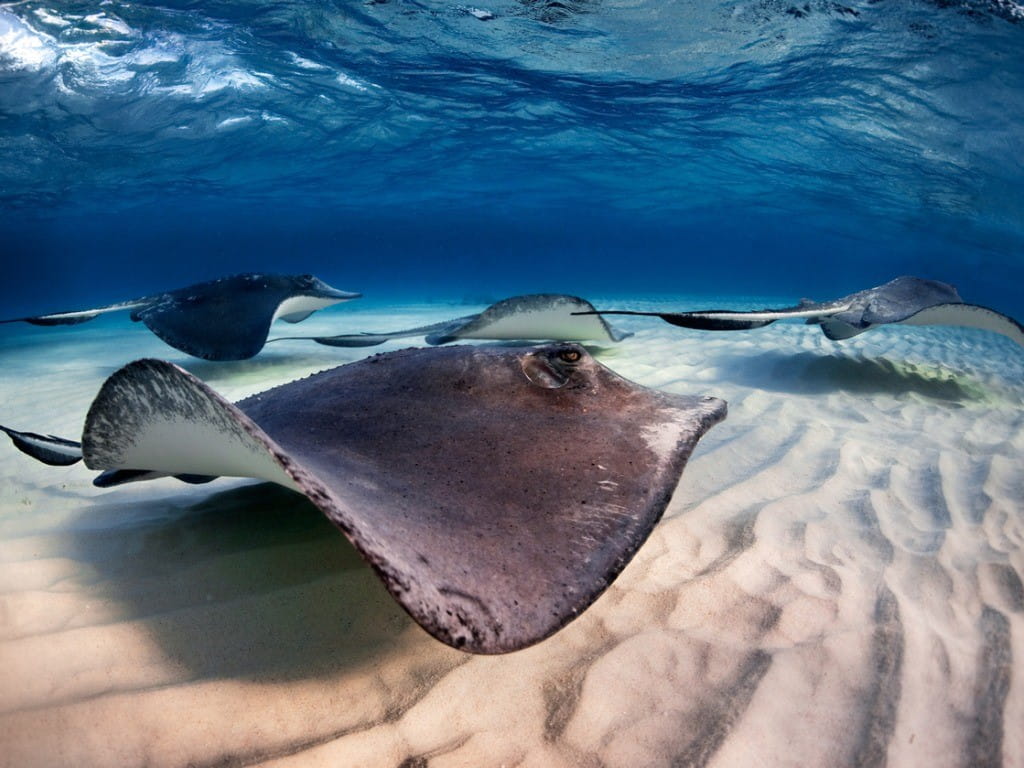 stingrays swimming