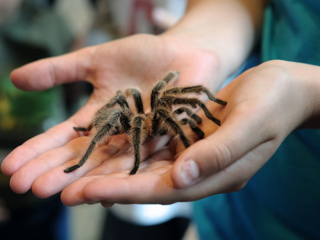 tarantula in hands prevent treat bites