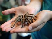 Are Tarantulas Dangerous?