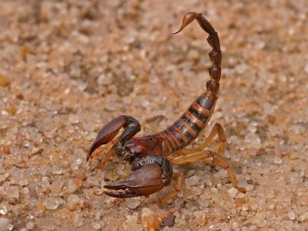 scorpion ready to sting prevent treat stings