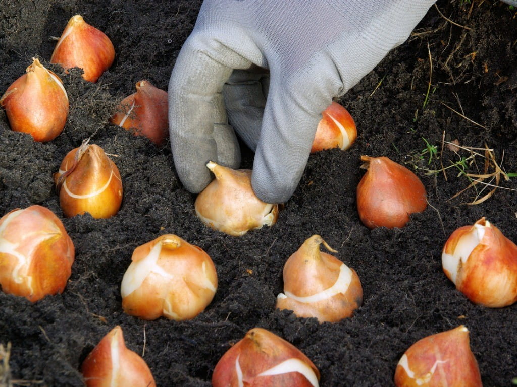 planting tulip bulbs while wearing gloves
