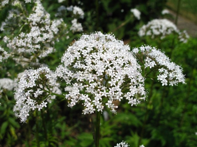 valerian