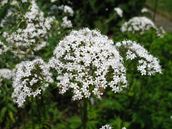 Valerian Benefits and Risks