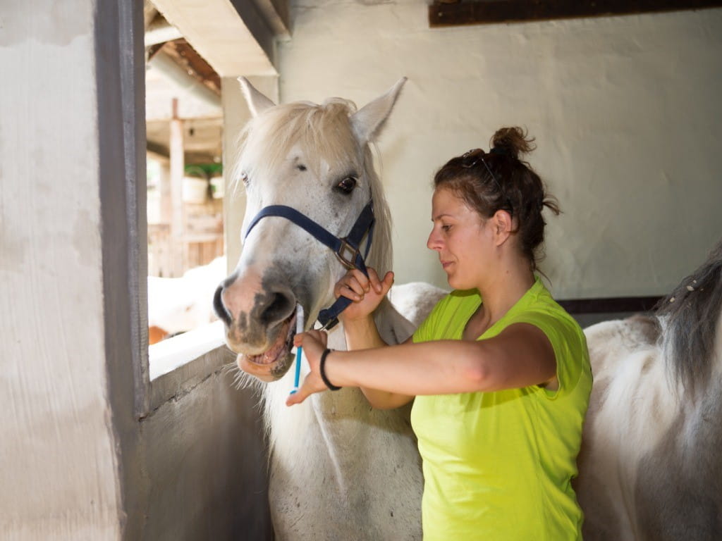 female veterinarian giving clenbuterol to a horse with syringe