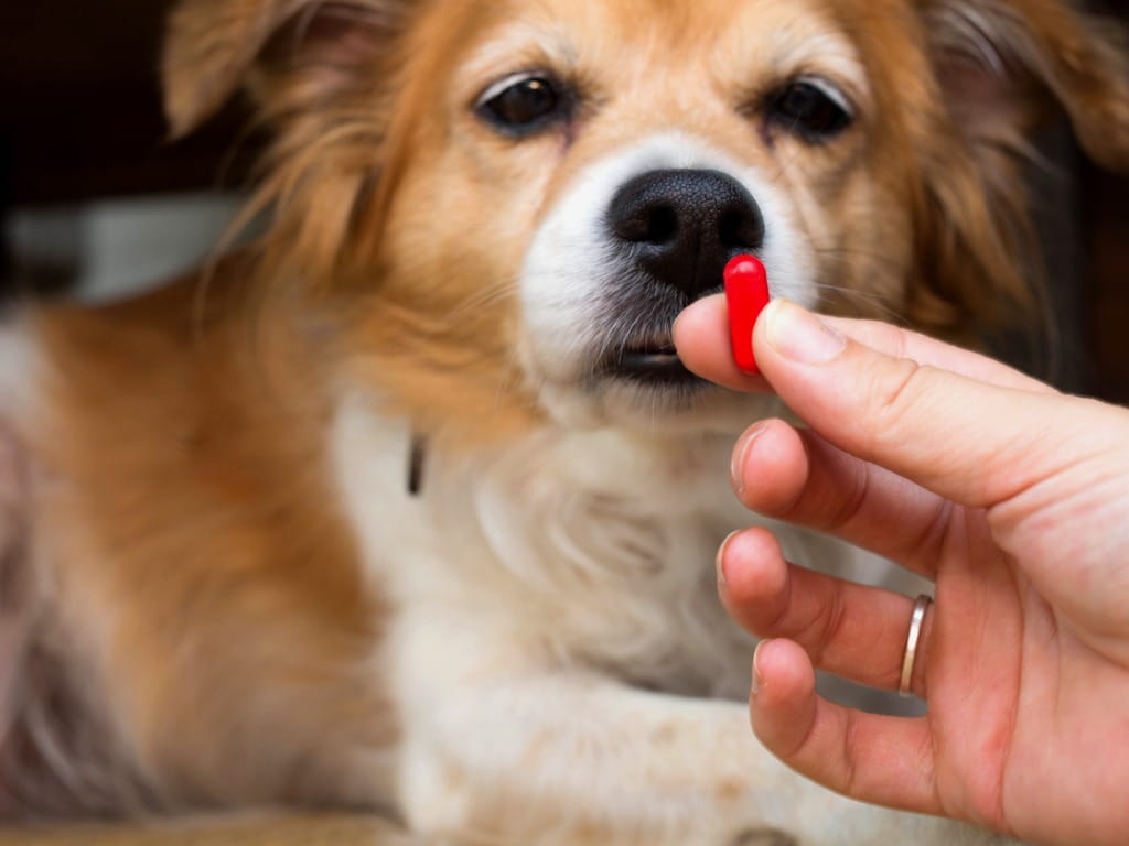 Woman holding red pill in front of dog
