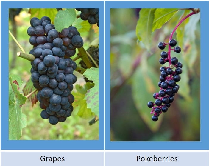 grapes pokeberries
