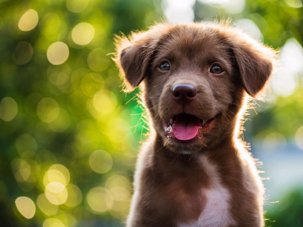 Ivermectin Dogs Heartworm