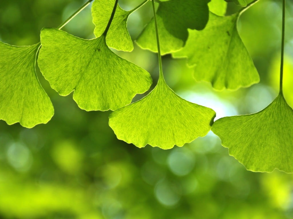 the medicinal benefits of the ginkgo leaf in china Benefits of ginkgo leaf extract best cognitive enhancer ginkgo biloba has become popular as an herbal remedy for it’s effects on memory, memory loss , concentration and headaches. the medicinal benefits of the ginkgo leaf in china Benefits of ginkgo leaf extract best cognitive enhancer ginkgo biloba has become popular as an herbal remedy for it’s effects on memory, memory loss , concentration and headaches.