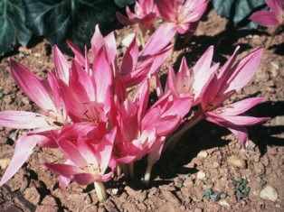 crocus flowers