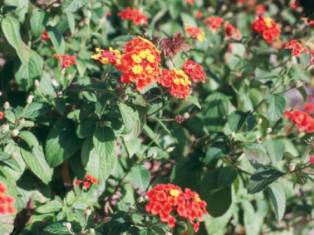 lantana